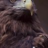 Eagle Eye
