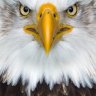 Eagle_Eye