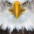 Eagle_Eye